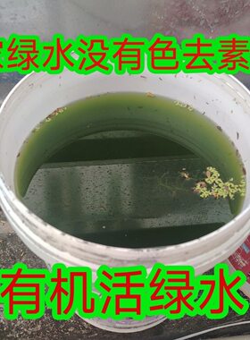 活绿水可家中扩培养鱼养龟绿水藻种可扩培小球藻鱼苗饲料开口肥水