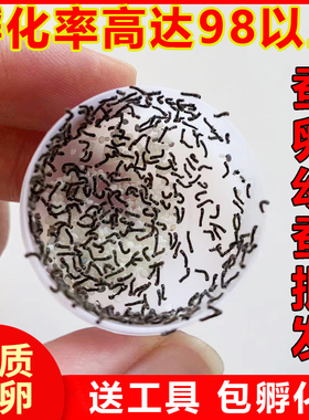 蚕宝宝蚕卵蚕籽学生养蚕套装活体蚕种春蚕送孵化盒鹅毛桑叶包孵化