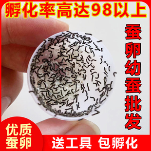 蚕宝宝蚕卵蚕籽学生养蚕套装活体蚕种春蚕送孵化盒鹅毛桑叶包孵化