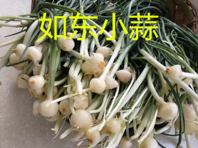 腌小蒜如东农家特产色腌菜咸菜