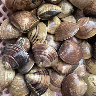 鲜文蛤肉海鲜南通市如东县本港文蛤地方特产现劈