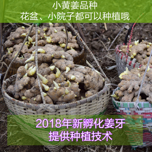嫩姜子姜 农家小黄姜新鲜嫩姜高山小土姜 姜苗姜牙姜种500g装