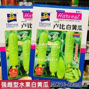 卢比白黄瓜种孑强雌性水果白黄瓜种籽清脆瓜香味浓节节有瓜产量高