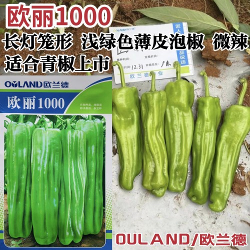 欧兰德欧丽1000薄皮椒泡椒种子早熟浅绿色软皮微辣春秋青辣椒种籽