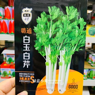 叶柄雪白实心白玉白芹菜种子加洲雪丽耐热抗寒香味浓芹菜种籽高产