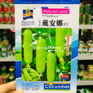 卢比白黄瓜种孑强雌性水果白黄瓜种籽清脆瓜香味浓节节有瓜产量高