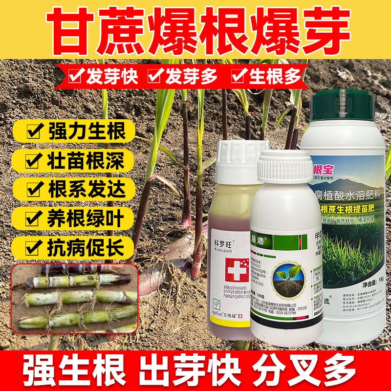 甘蔗爆根爆芽水溶肥提苗壮苗新植蔗宿根蔗膨大拉长提高抗逆性根腐