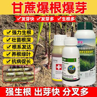 甘蔗爆根爆芽水溶肥提苗壮苗