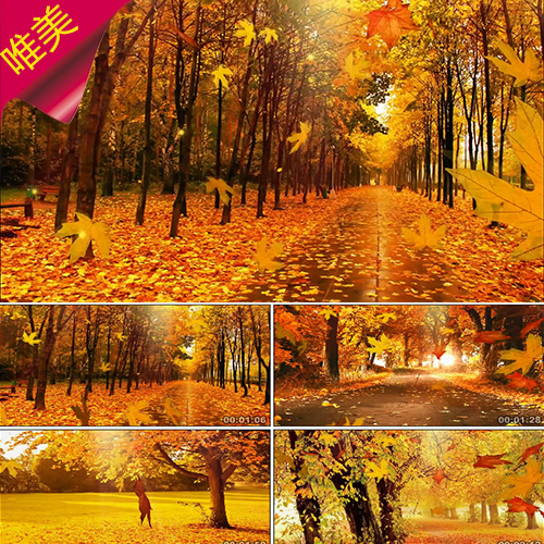 浪漫金色秋天（6合1） 枫叶飘落 金秋 秋天的童话 回忆 视频素材