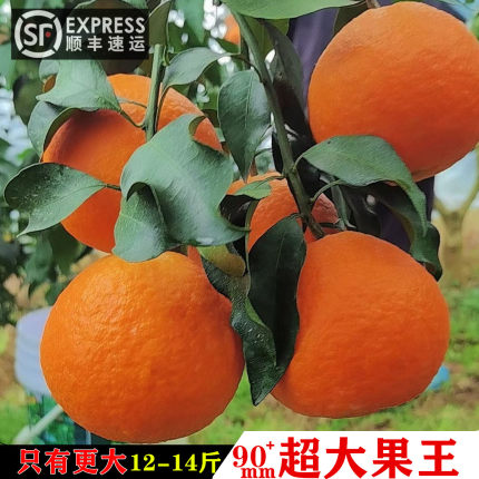 【超大果王】爱媛38果冻橙果园现摘发新鲜水果四川橙子红美人柑橘