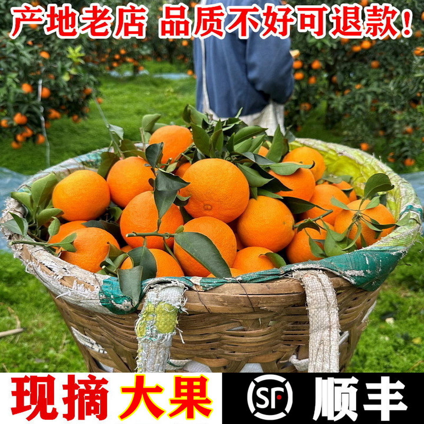 现摘新鲜水果橙子丹棱桔橙