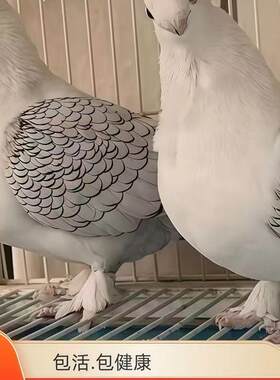 细花淑女鸽子观赏鸽子大体三色摩登鸽子风尾鸽仙女短嘴鸽子活体