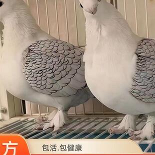细花淑女鸽子观赏鸽子大体三色摩登鸽子风尾鸽仙女短嘴鸽子活体