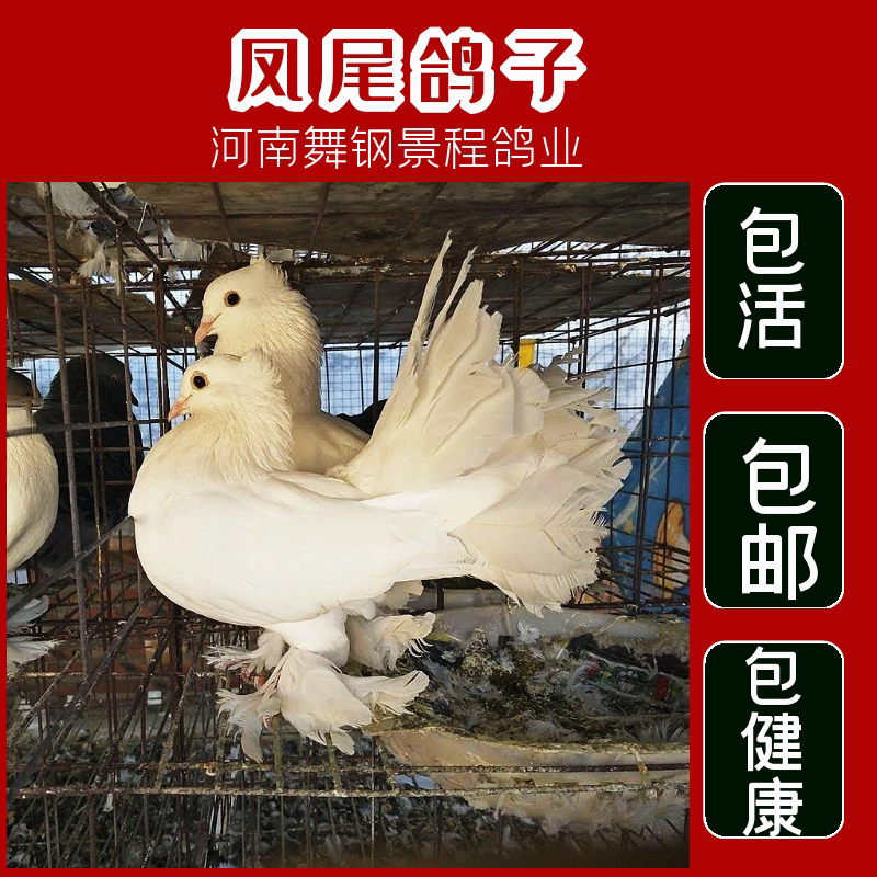 观赏鸽大全凤尾鸽子活体白色孔雀鸽种鸽青年鸽宠物鸽元宝活体信鸽