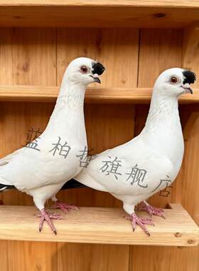 点子鸽观赏鸽子活体活物宠物北京点子扬州点子中嘴长嘴黑色鸽小鸽