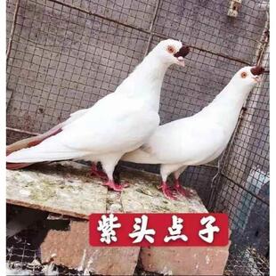 紫点子 观赏鸽子活体种鸽公母一对种鸽包活包邮紫点子黑点子
