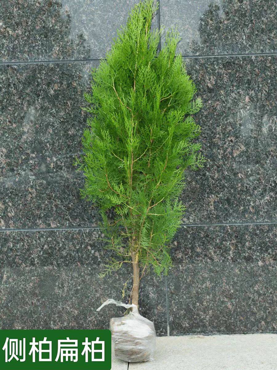 侧柏树苗 扁柏树苗 洒金柏树苗 塔柏 庭院绿化龙柏树苗柏树绿化苗