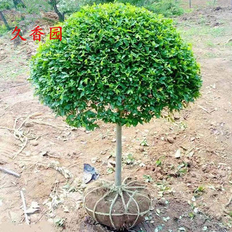 小叶女贞棒棒糖树苗庭院耐寒四季常青景观绿化风景植物高杆造型树