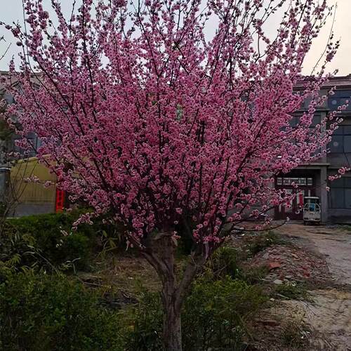 梅花红梅观赏阳台庭院别墅