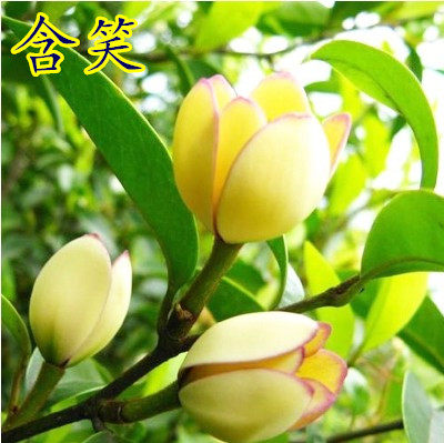 含笑树苗趣味阳台庭院美观