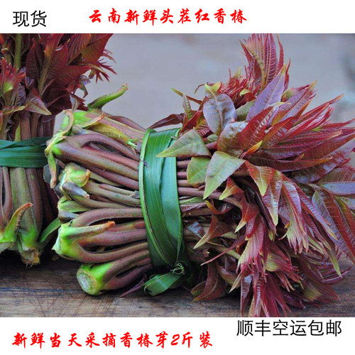 香椿芽云南特产野生红香椿正宗野生香椿芽新鲜采摘发货食用野菜