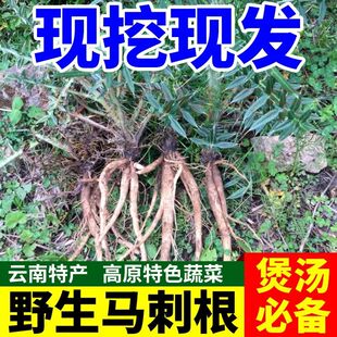 马刺根云南野生大正宗野生鸡脚刺根当季新鲜蔬菜野菜当天下山菜