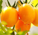 黄金圣女果云南特产新鲜水果农户种植露天果牛奶黄色樱桃小番茄