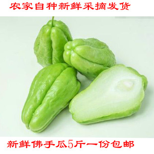 佛手瓜新鲜 洋瓜尖种子云南新鲜蔬菜洋丝瓜丰收瓜寿瓜农家自种5斤