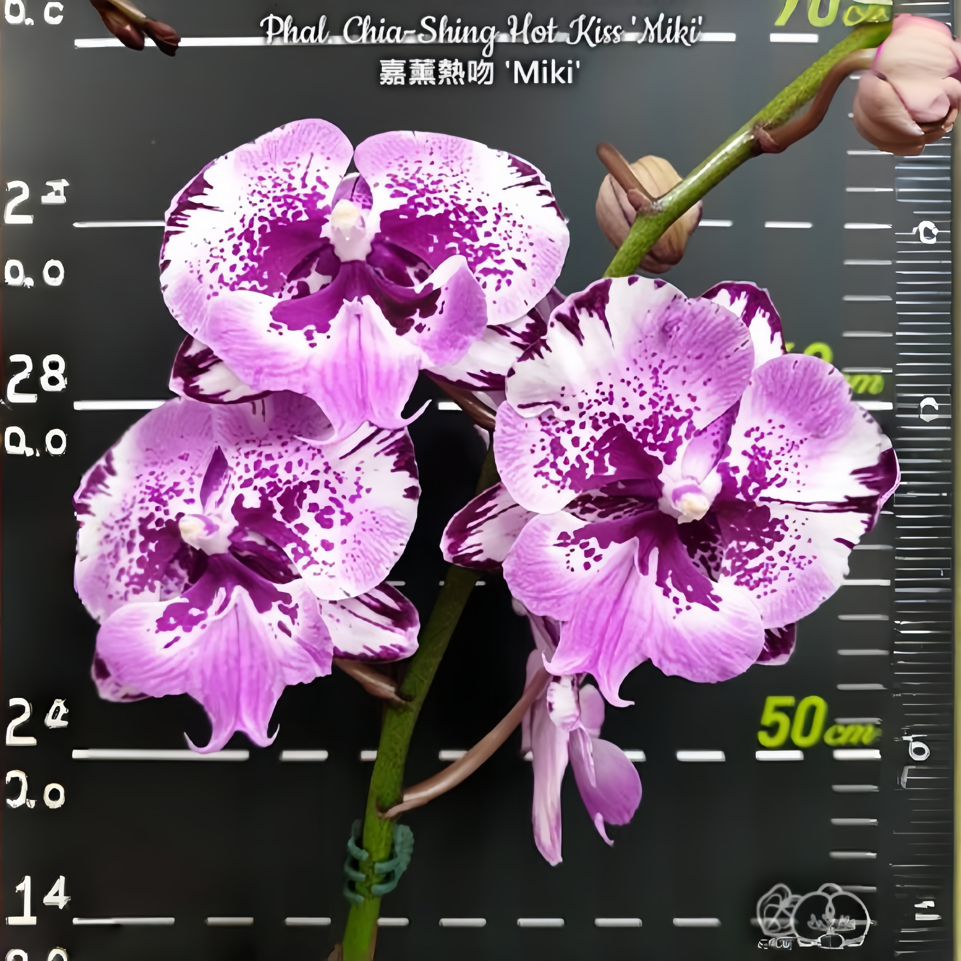 【美琪嘉薰热吻 'Miki'】湾湾原杯2.5寸（苗）有几率返祖