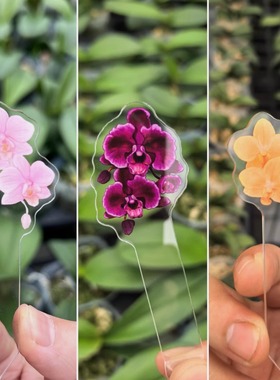 【购花老客专拍】兰花剩手×blue apple-联名定制花牌-不建议量拍