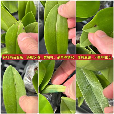【椎名蓝星】蝴蝶兰、大棉裤苗