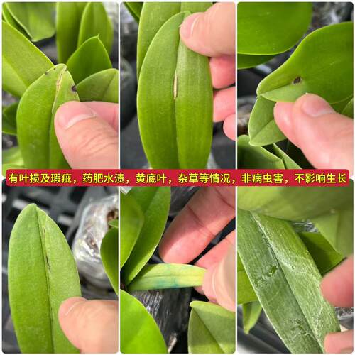 【椎名蓝星】蝴蝶兰、大棉裤苗