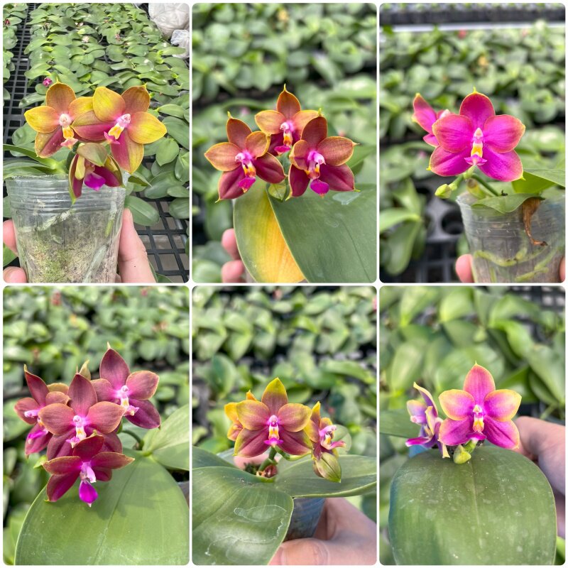 2.5寸原生趣味蝴蝶兰【实生】根不爆(盲拍)