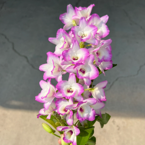 【编号110】春石斛带香味（只是苗）有叶损