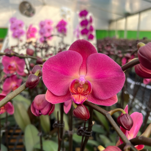 【红苹果】3.5寸（刚出花剑）苗