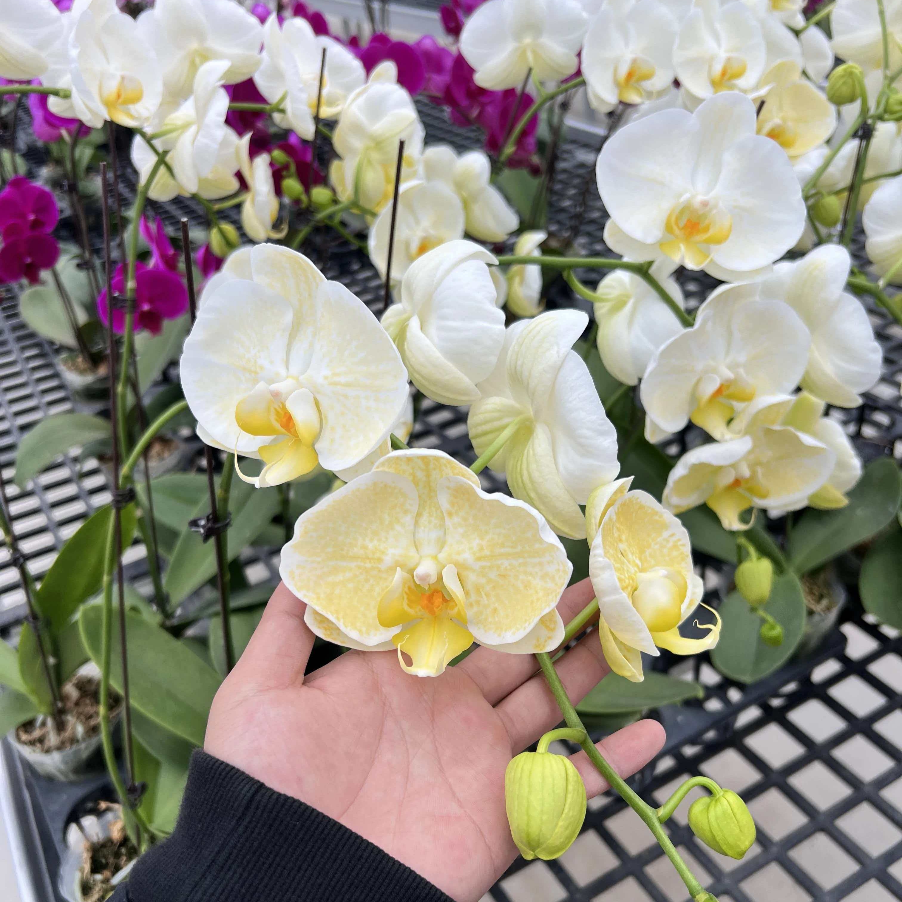 【金边蕾丝】2.8寸蝴蝶兰【只是苗】不成熟