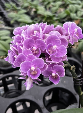 【欧洲小蓝】2.8寸蓝紫色系蝴蝶兰（有叶损、叶斑