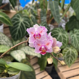 【爆米花】蝴蝶兰【植株小】有几率返祖变异!