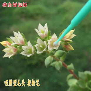 多肉植物花卉授粉笔授粉的利器多肉工具生石花仙人掌授粉植物授粉