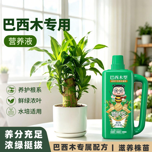 巴西木营养液专用肥料水培幸运木