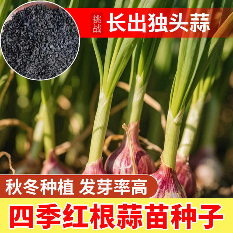 红根蒜苗四季种子紫皮独头蒜农家