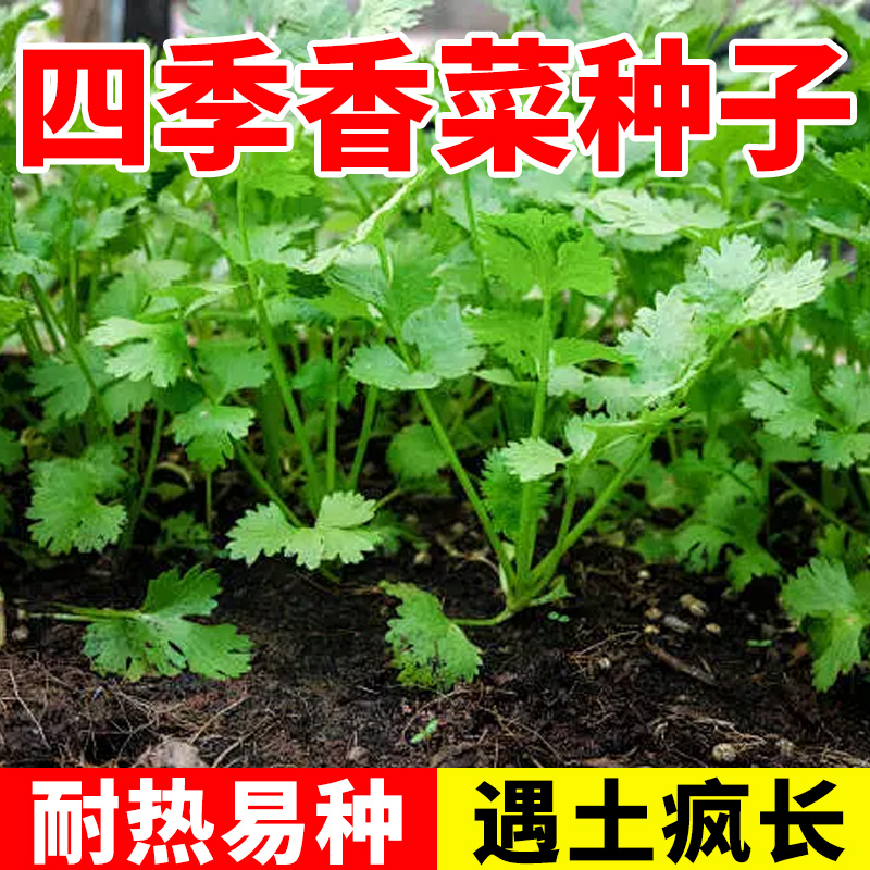 四季小叶香菜籽子种大叶芫荽种孑