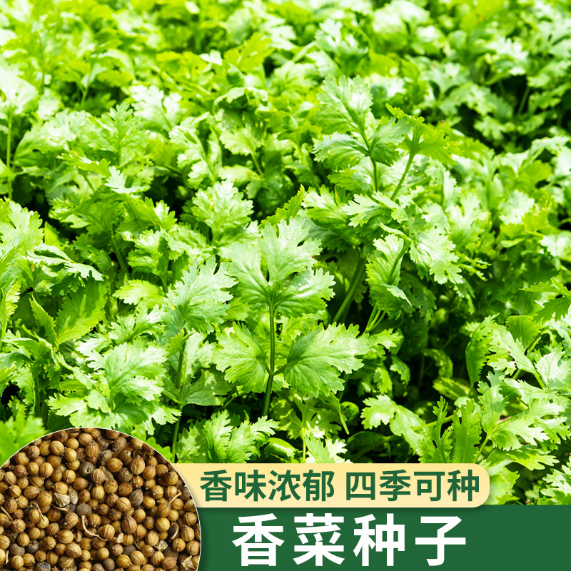 四季大叶香菜籽种农家蔬菜盆栽芫荽种孑阳台小叶香草种子胡荽种籽