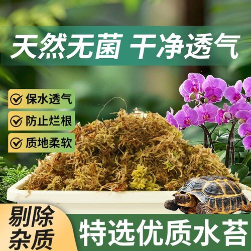 【无杂质】蝴蝶兰/爬宠专用水苔