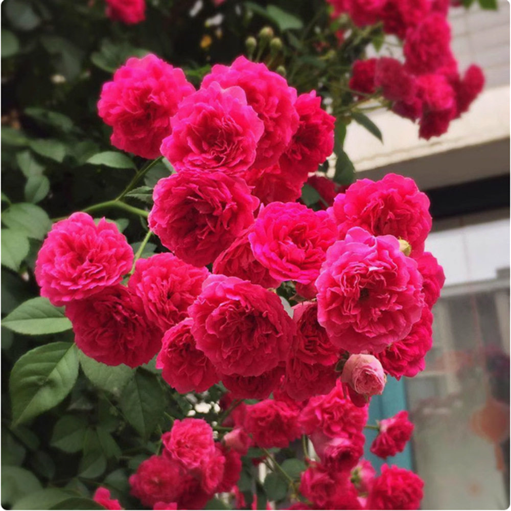 红色龙沙宝石大游行阳台玫瑰四季开大花浓香爬藤花卉爬墙植物藤本,鲜花速递/花卉仿真/绿植园艺,月季/蔷薇/玫瑰,淘宝优惠券,粉丝福利购,淘宝优惠卷