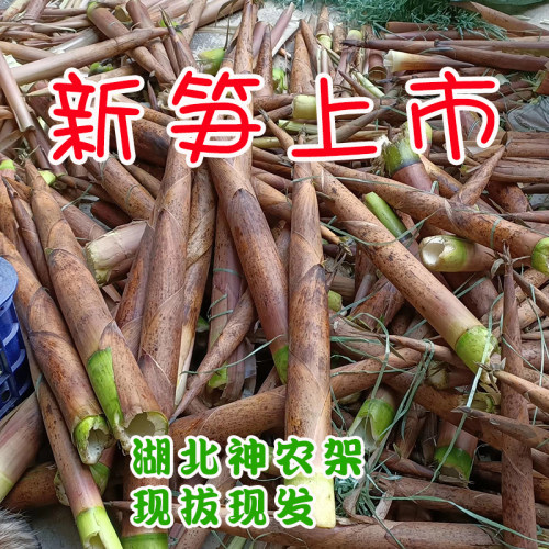 2026新鲜竹笋神农架野生毛竹嫩笋