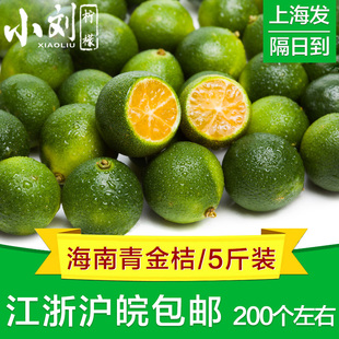 海南青金桔1/3/5/10斤装 包邮青橘小金桔酸新鲜水果青金橘