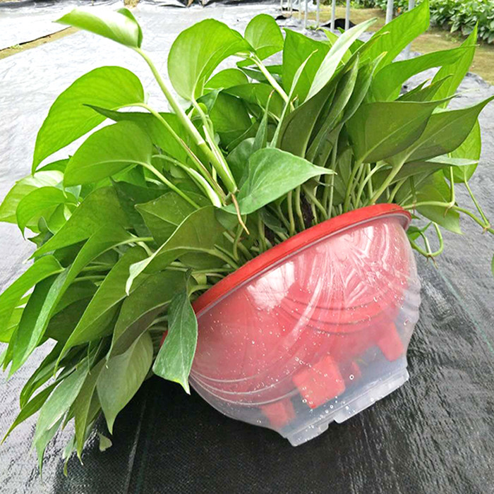 绿箩大盆绿箩客厅观叶客厅