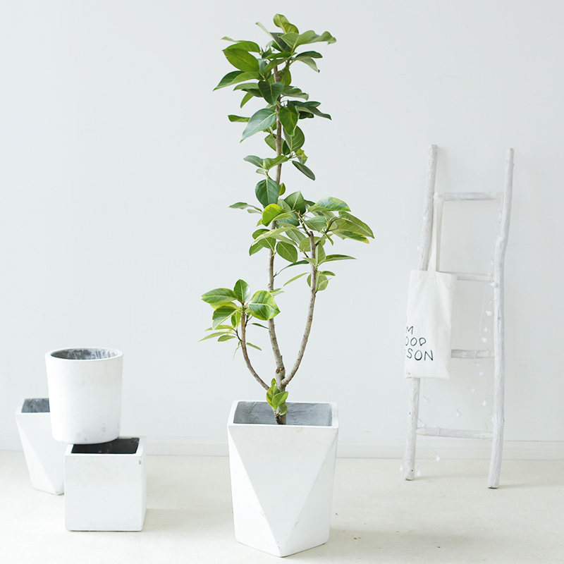 原生青叶橡皮树盆栽黄金榕富贵榕北欧风室内盆景客厅绿植大型植物