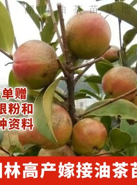 湖南攸县油茶苗正宗湘林210高产嫁接杯苗裸根苗红皮大果油茶树苗